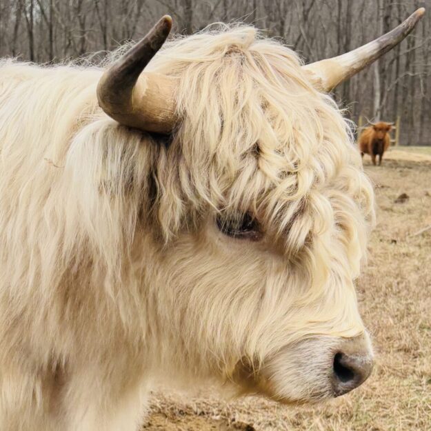 Oil Well Branch Farm