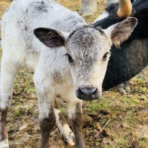 Mini/Midsize Pineywoods heifer