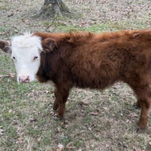 Mini Hereford bull calf