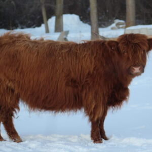 3 Year old Midsized Heifer