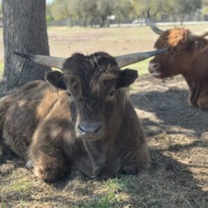 Rip - Mini Highland Bull