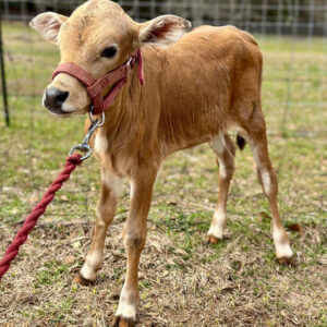 Bambi—zebu heifer