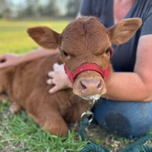 Dobbie—mini Western heritage bull calf