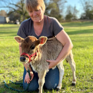 Esther-mini zebu heifer
