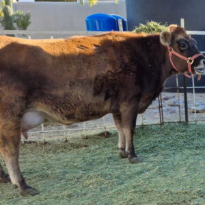 A Mid-Mini Jersey - IN MILK!!!