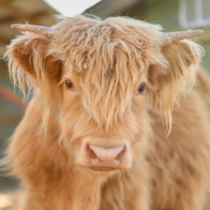 MacGregor-mini highland steer