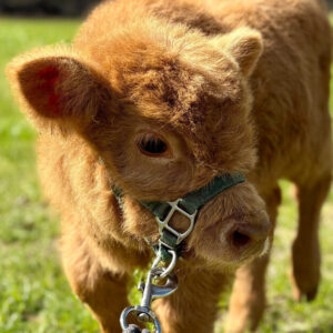 Sam—HiBelt bull calf