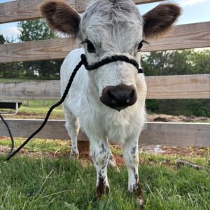 Miniature Highpark Heifer - Poppy