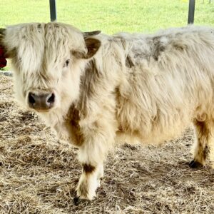 Hank (10 month old Highland Dexter Cross Bull chondro positive 37” at pins)