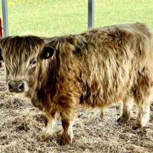 Buster (10 month old Highland Dexter Cross Bull chondro positive 36” at pins)