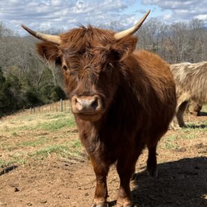 Chondro+ Heifer - Miss Minnie