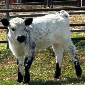 Daisy - Mini White Park Heifer