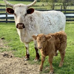 Cow calf pair. 8 year old 47” white park and Highpark bull calf