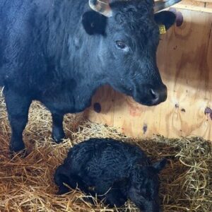 Isabel/Ester Cow/Heifer Calf Dexter pair