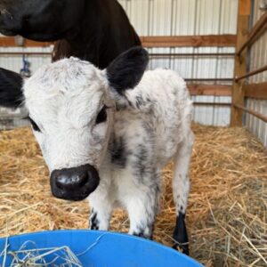 Daisy - Mini White Park Heifer