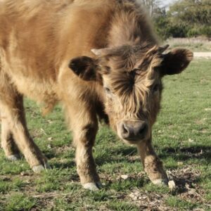 Mini Dun HighPark Bull