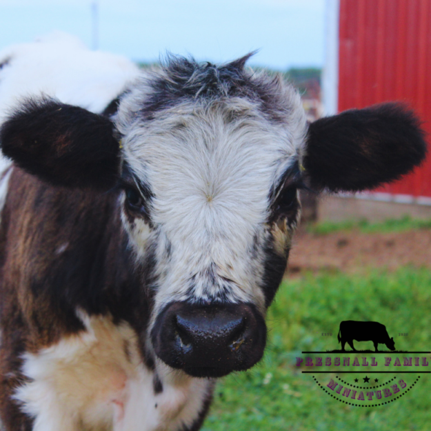 Pressnall Family Miniatures