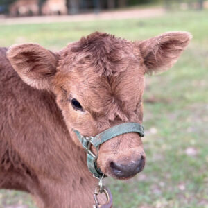 Amaretto—Mini highland x heifer