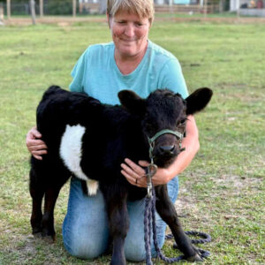 Blake—HiBelt bull calf