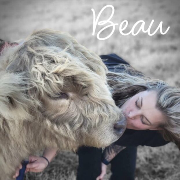 Anderson Mini Cattle Co