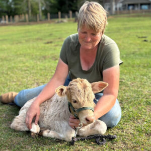 Felix—mini highland x bull calf
