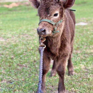 Heath—HiPark x Dexter bull