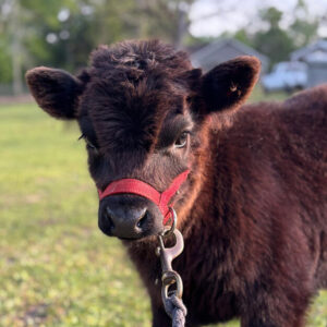 Licorice—Mini highland x heifer