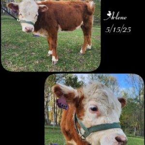 Mini Hereford Heifer