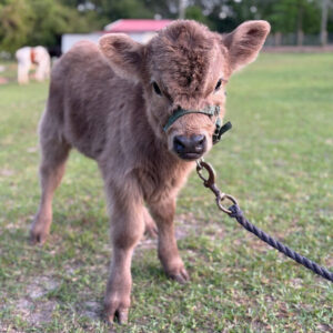 Toffee—Mini highland x heifer