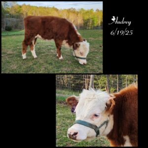 Mini Hereford Heifer