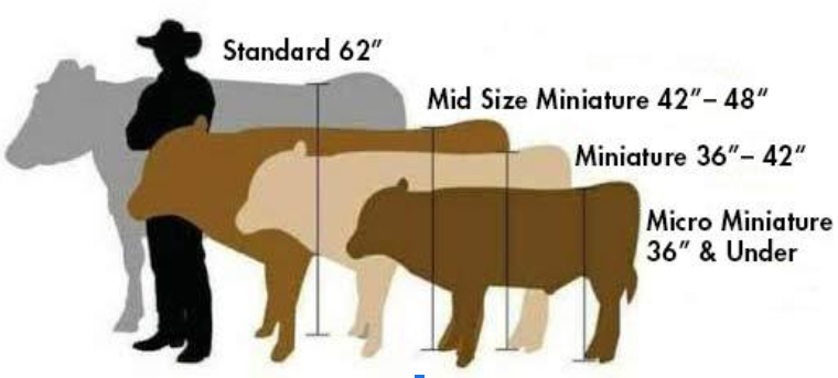 What are miniature cattle?
