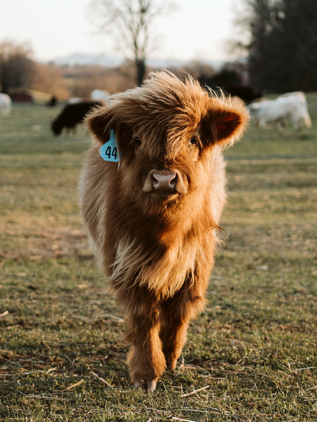 Mini Cattle Registration - Add Your Cow to the Registry