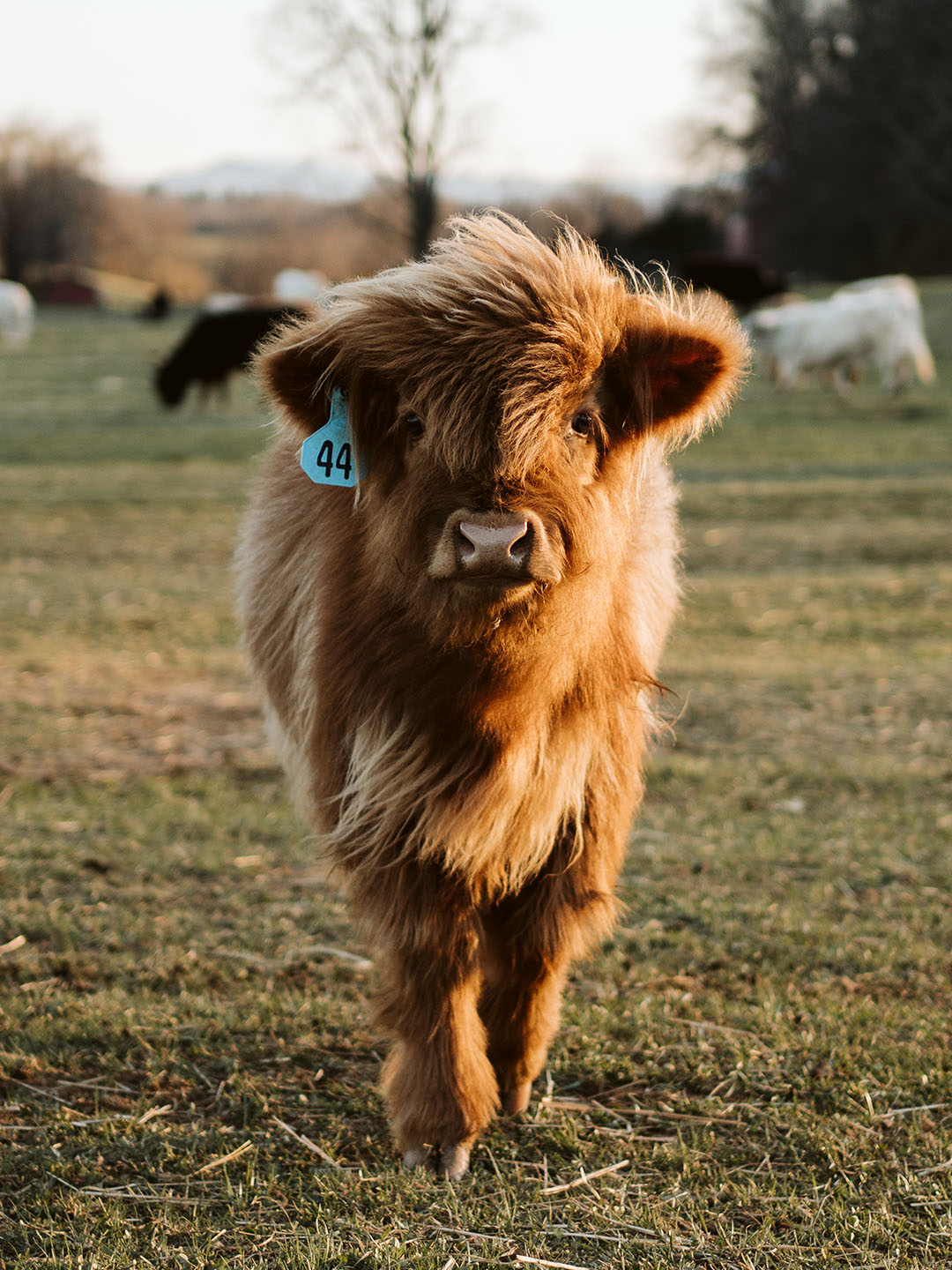 How Big Do Miniature Cattle Get