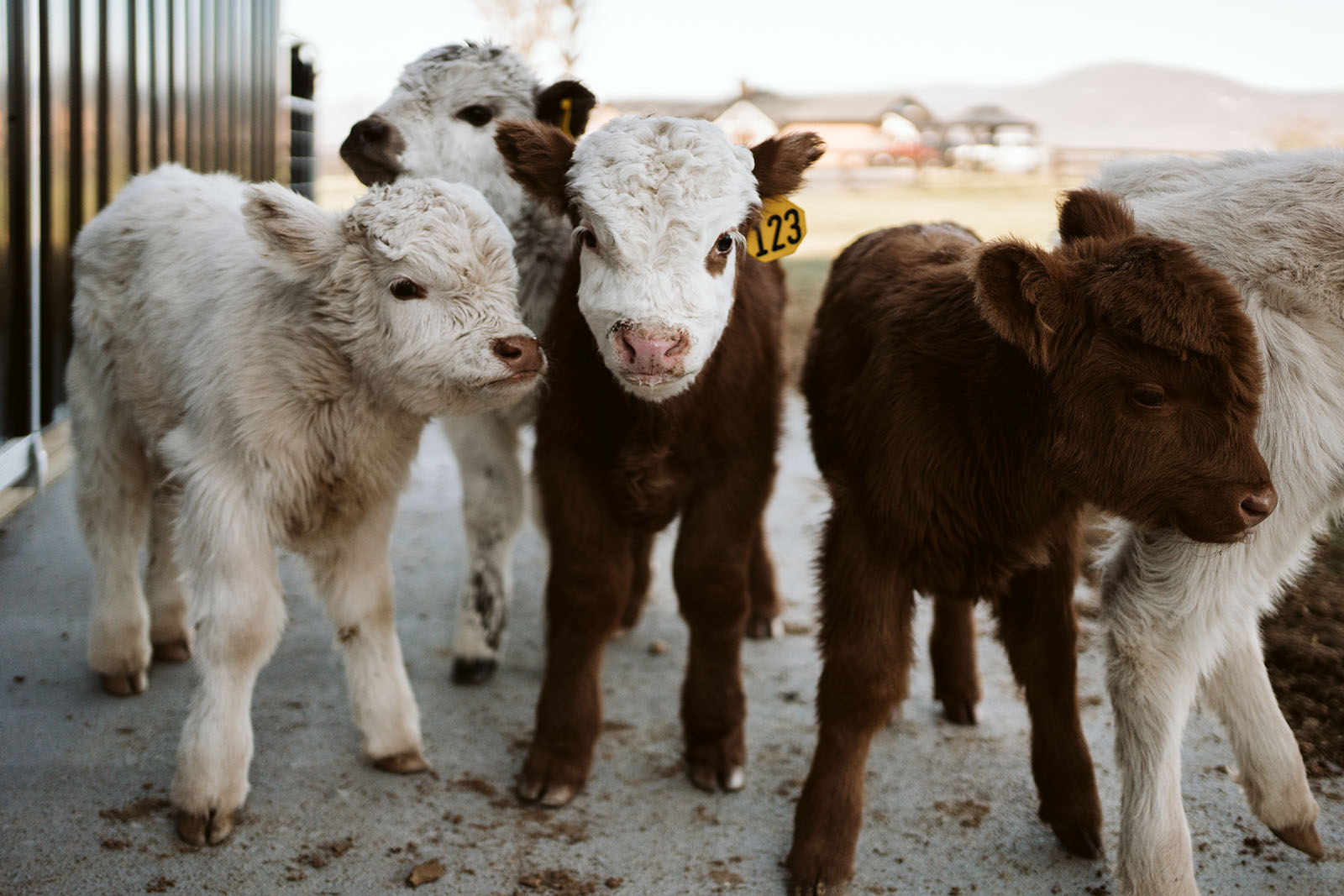 The Advantages Of Owning Miniature Cattle