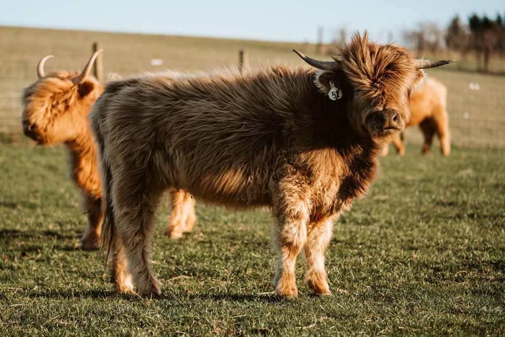 What are Miniature Cattle?