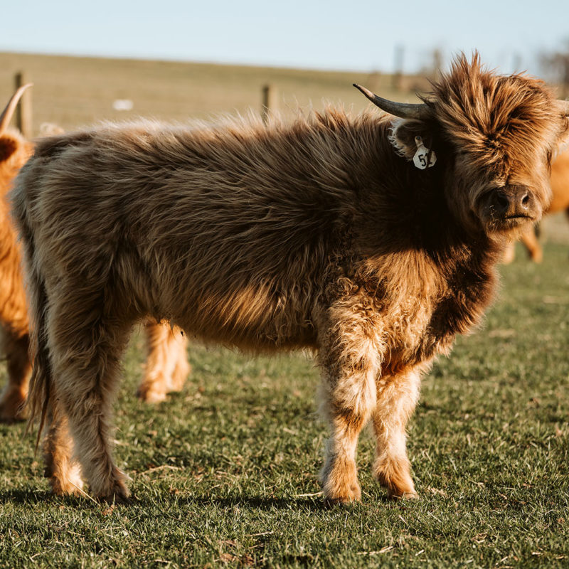 What are Miniature Cattle?