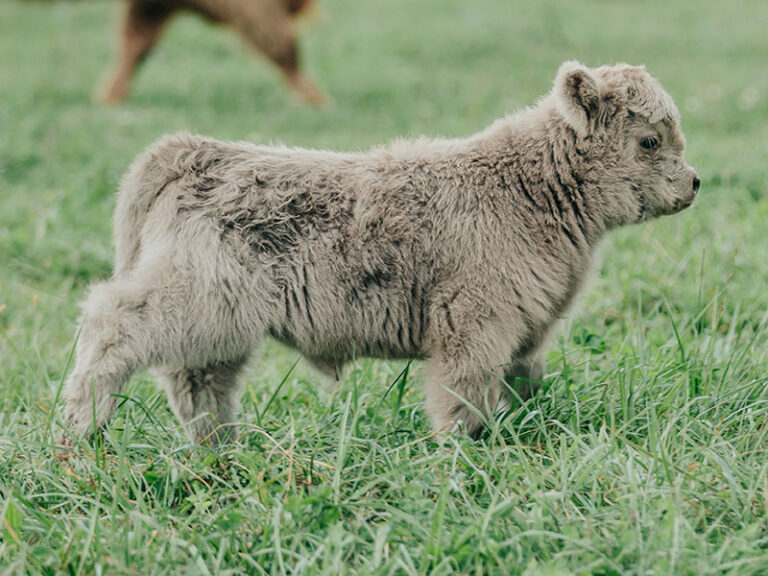 Ridge Straws Mini Scottish Highland Semen Straws For Sale