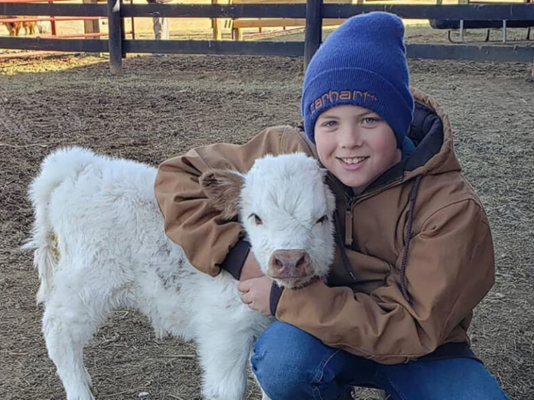 Ridge Straws Mini Scottish Highland Semen Straws For Sale