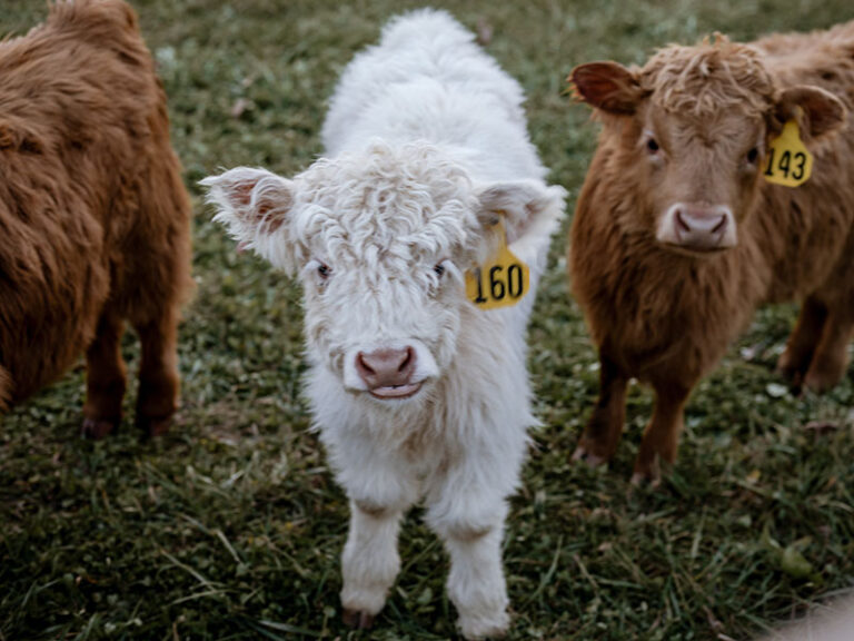 Ridge Straws Mini Scottish Highland Semen Straws For Sale