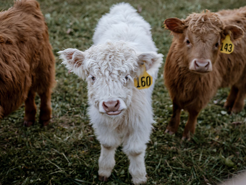 Ridge Straws Mini Scottish Highland Semen Straws For Sale