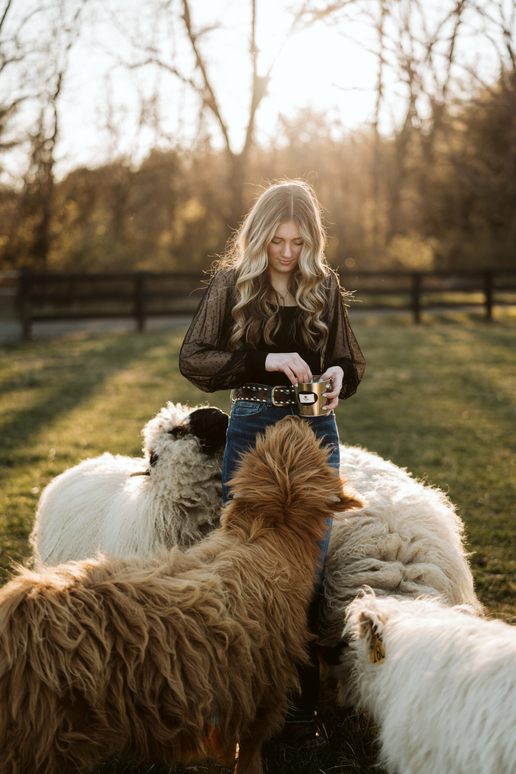 How to Socialize a Calf: A Guide for New Farmers