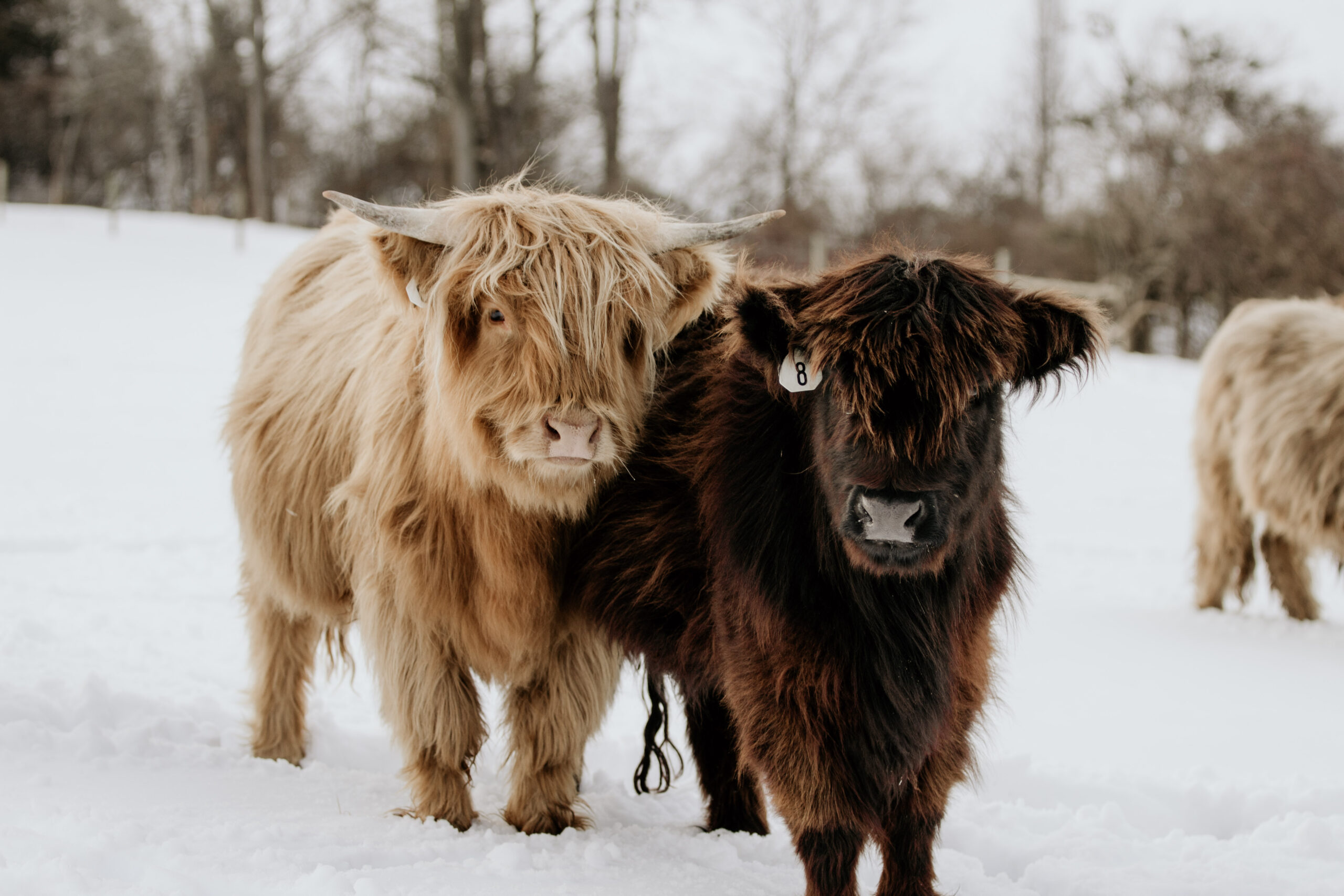 The History of Scottish Highland Cattle: A Journey Through Time