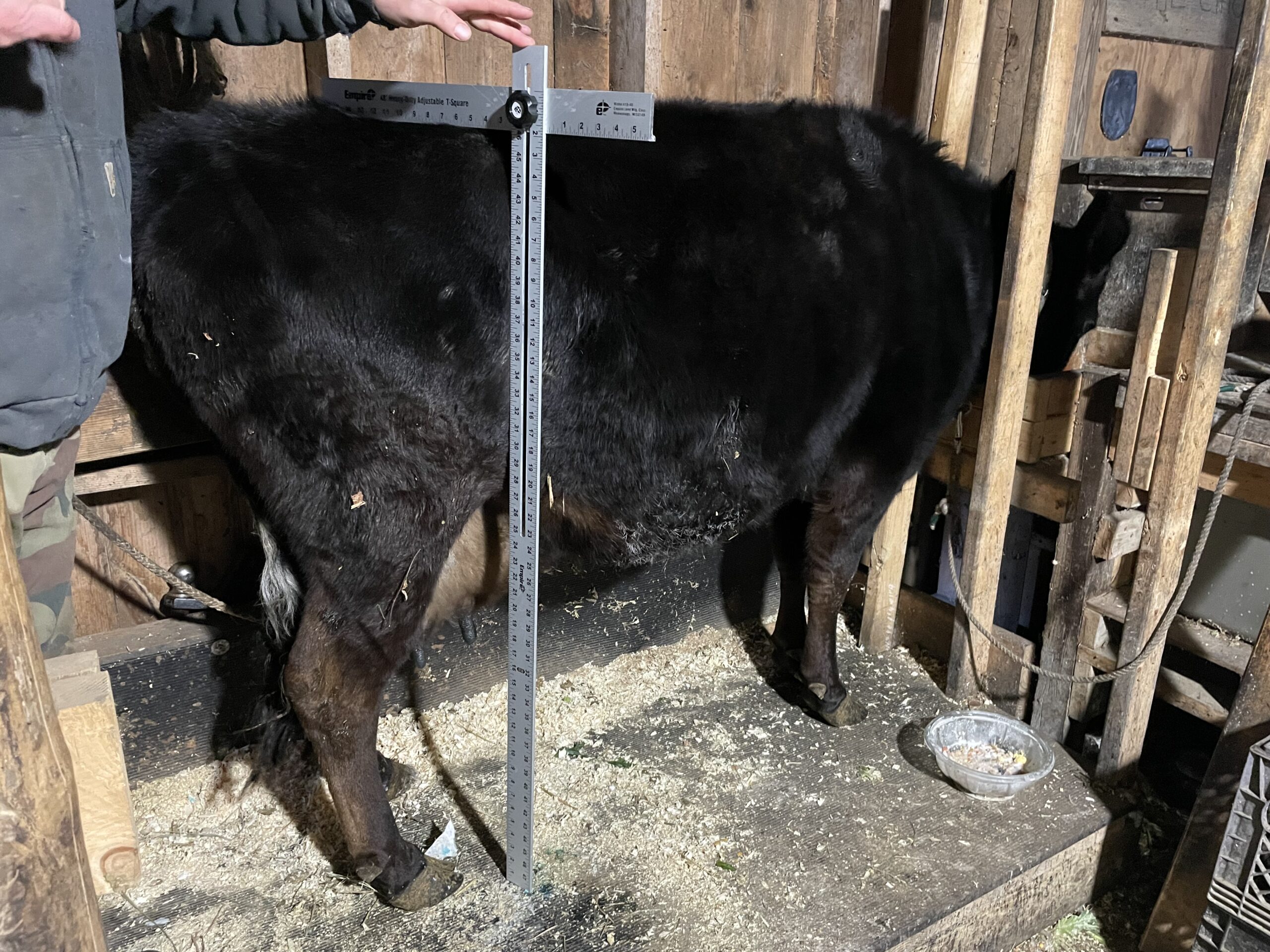 How to Properly Measure Cattle: A Step-by-Step Guide