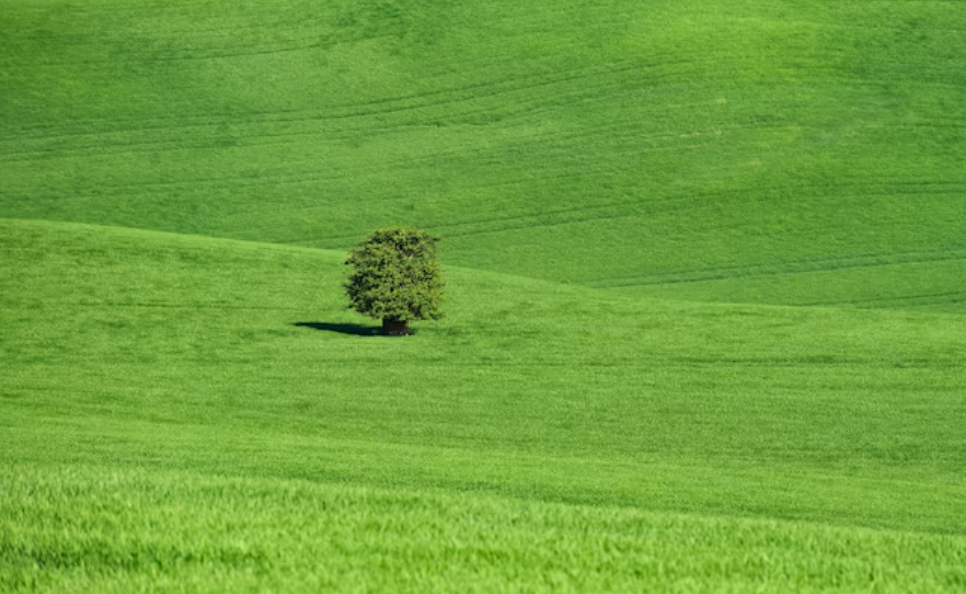 Selecting the Right Grasses for Your Cattle